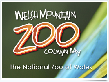 Visit Mountain Zoo for interesting things to do in Prestayn