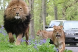 Enjoy incredibly close encounters with some of Africa\'s magnificent animals as you take a drive around BBC’s Animal Park, Longleat Safari Park.