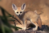 See the Fennec Foxes at Drusillas Park near Camber Sands