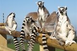 Meet the Ring-tailed Lemurs at the Welsh Mountain Zoo