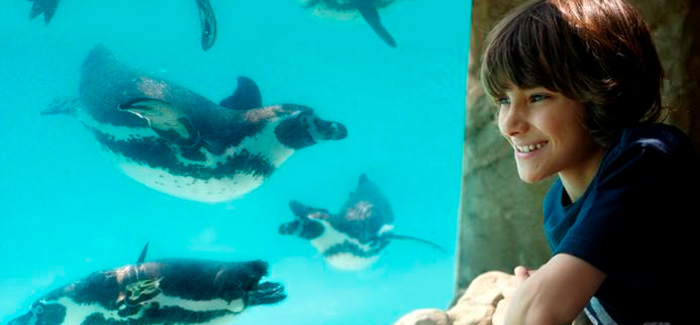 Visit the Penguins at Drusillas Park!