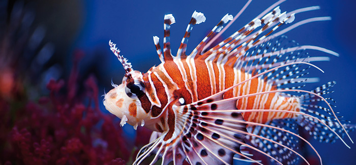 Visit the SeaQuarium in Rhyl!